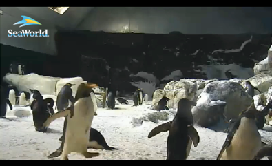 20120910-penguin.png