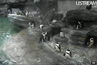 20120910-penguin.png