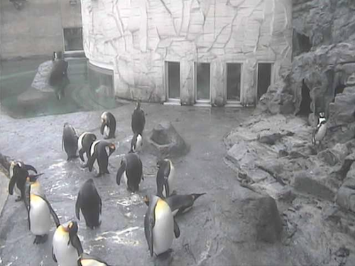 20120910-penguin3.png