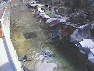 20120910-penguin4.png