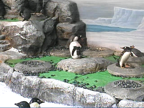 20120910-penguin5.png