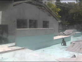 20120910-penguin6.png